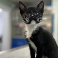 A black-and-white kitten on the exam table