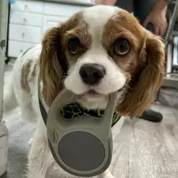 A brown-and-white spaniel holding its leash