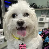 Bella, a small white dog, with her tongue out