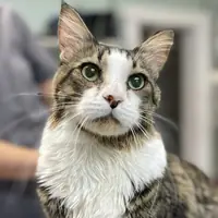 A tabby-and-white cat on the exam table