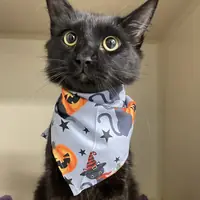 A black cat in a Halloween bandana