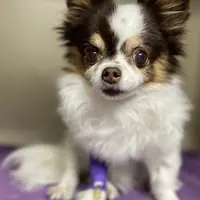 A small long-haired dog on a purple towel
