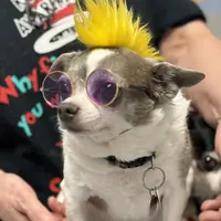 A small dog in purple sunglasses and a yellow mohawk