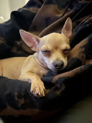 A small tan dog dozing on a blanket
