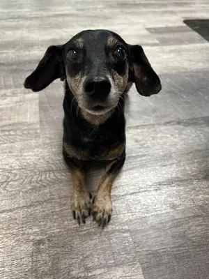 A black-and-tan dog on the clinic floor