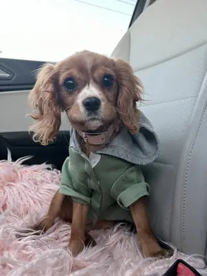 A brown-and-white puppy in a green hoodie