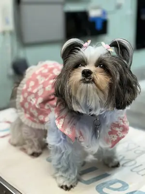 A small long-haired dog in a floral dress