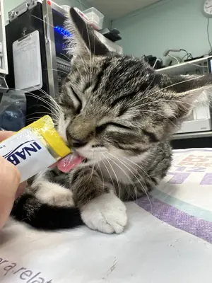 A tabby kitten licking a treat