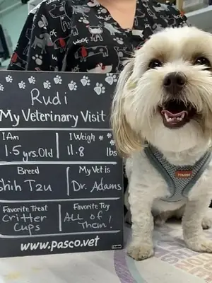 Rudi the Shih Tzu with a My Veterinary Visit chalkboard