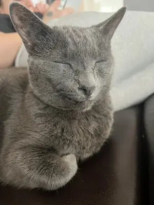 A grey cat with its eyes closed