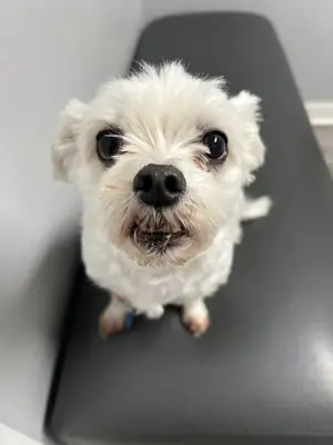 A small white dog on the exam table