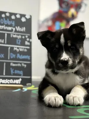 Bobby, a 12-week-old husky mix, with his chalkboard