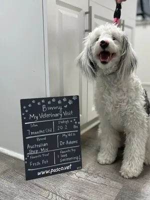 A fluffy white dog next to a My Veterinary Visit chalkboard