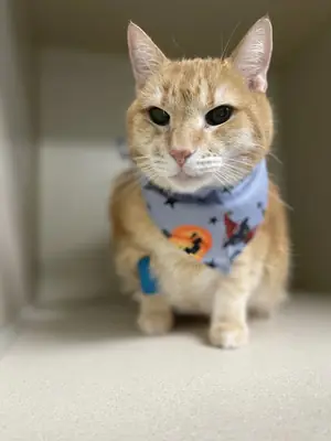 An orange cat in a Halloween bandana