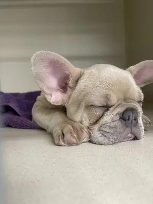 A fawn puppy asleep