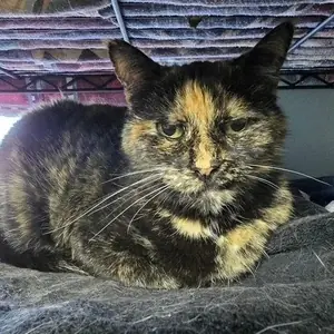Firefox, a tortoiseshell cat