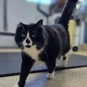 Vecna, a black-and-white cat